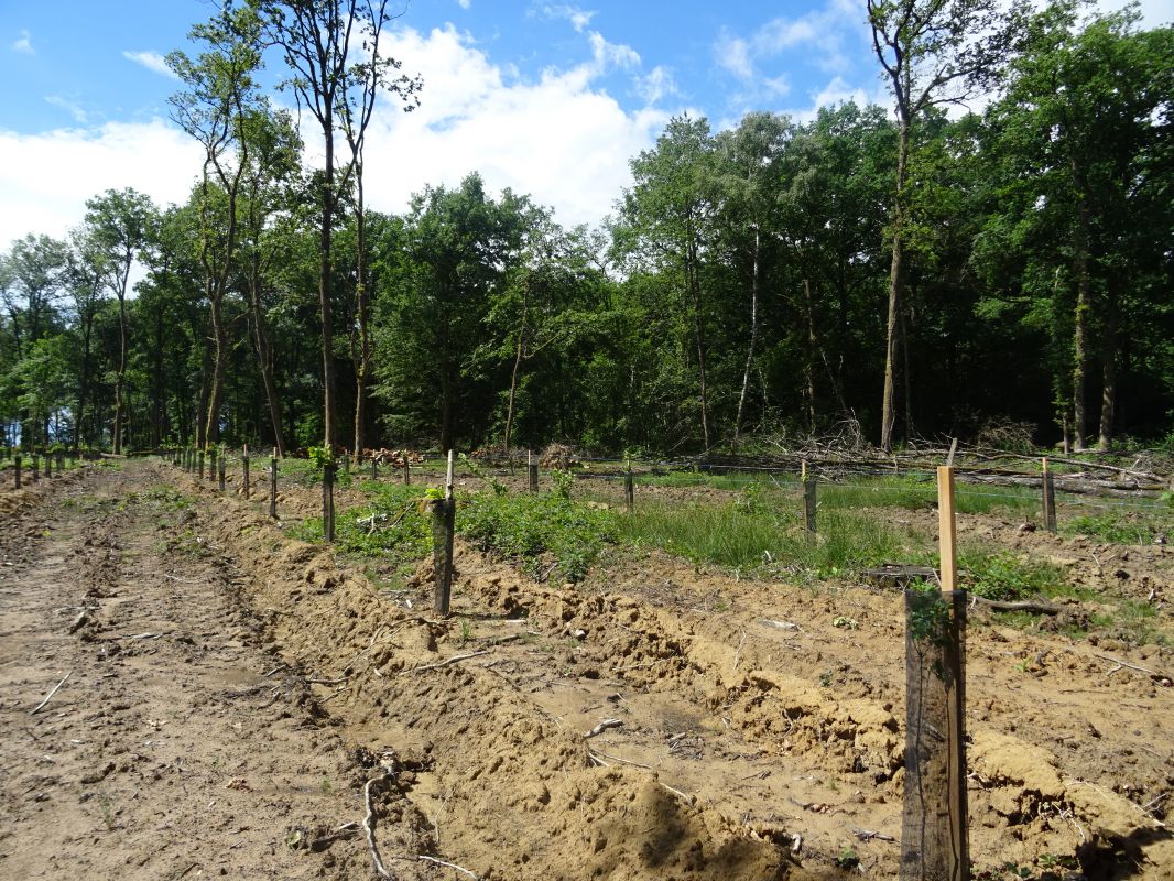 decouvrez-le-dispositif-construire-une-ressource-forestiere-pour-la-plaine-et-le-bocage-de-l-ain-18-novembre