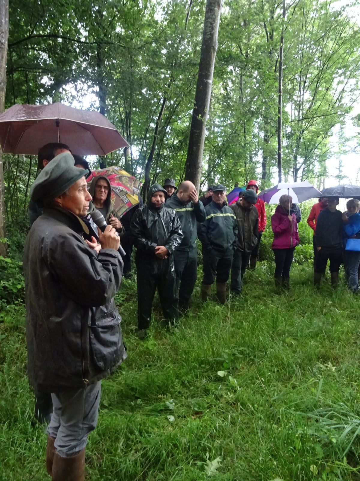 Visite de peuplements chêne rouge